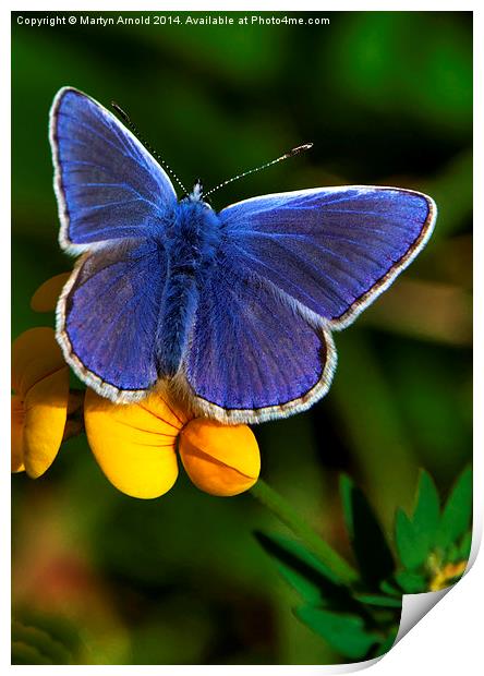  Male Common Blue Butterfly on Birdsfoot Trefoil Print by Martyn Arnold