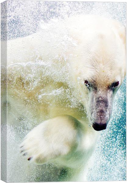  Polar Bear Canvas Print by Patrycja Polechonska