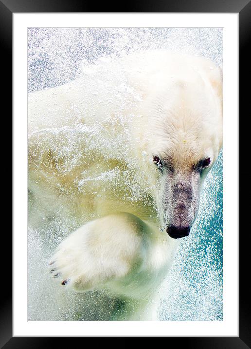  Polar Bear Framed Mounted Print by Patrycja Polechonska