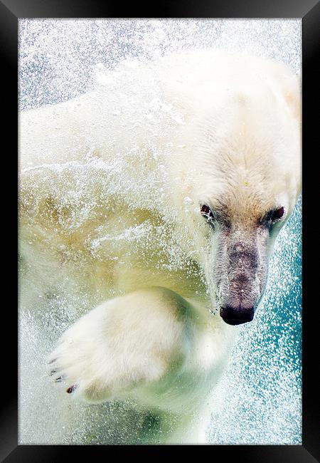  Polar Bear Framed Print by Patrycja Polechonska