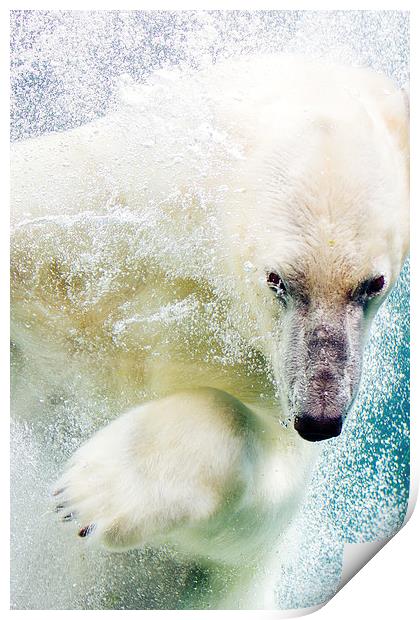  Polar Bear Print by Patrycja Polechonska