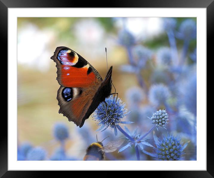 Peacock butterfly Framed Mounted Print by Victor Burnside