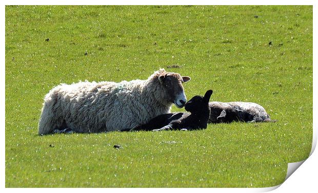  A Mothers Love Print by David Brotherton