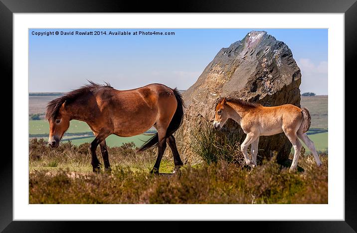 Exmoor Mare and Foal Framed Mounted Print by Dave Rowlatt
