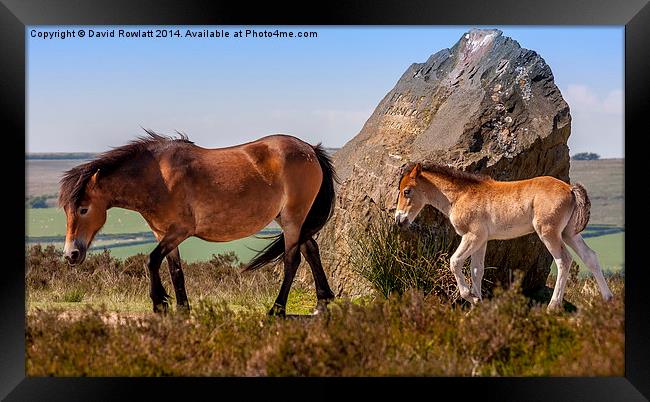 Exmoor Mare and Foal Framed Print by Dave Rowlatt