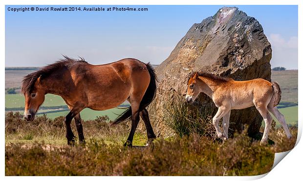 Exmoor Mare and Foal Print by Dave Rowlatt