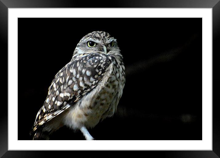  Owl with a Scowl Framed Mounted Print by David Brotherton