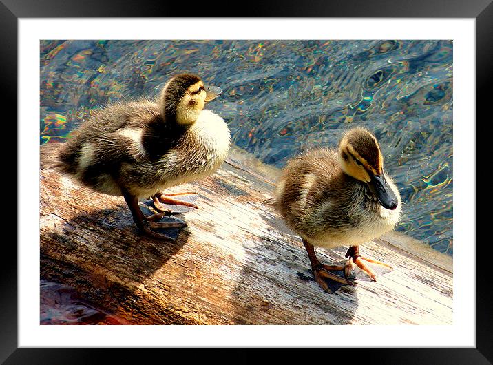  Two little ducks went swimming one day. Framed Mounted Print by Judith Lightfoot
