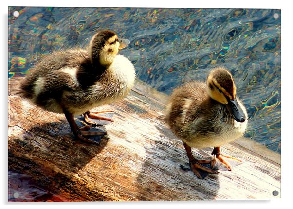  Two little ducks went swimming one day. Acrylic by Judith Lightfoot