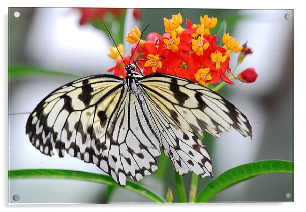   Beautiful White Butterfly Acrylic by Wayne Usher
