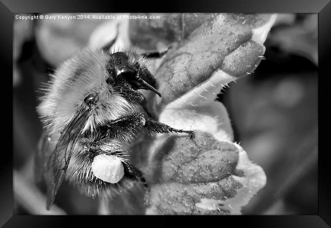  Bumble Bee Framed Print by Gary Kenyon
