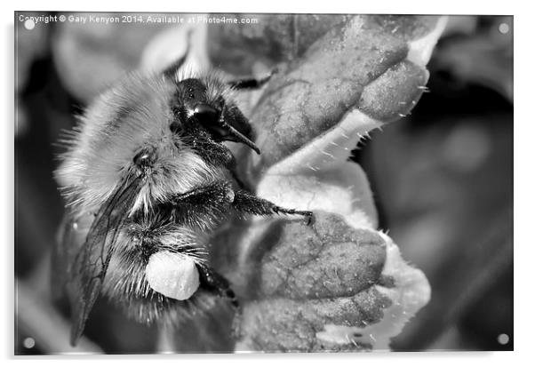  Bumble Bee Acrylic by Gary Kenyon
