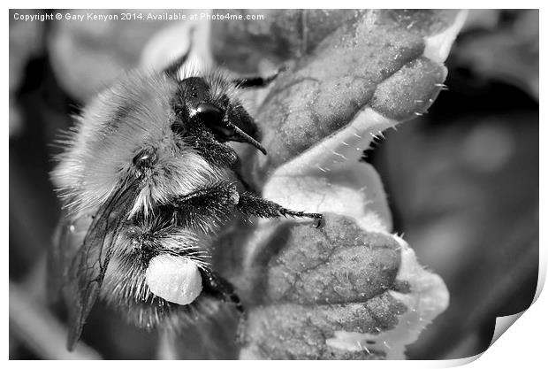  Bumble Bee Print by Gary Kenyon