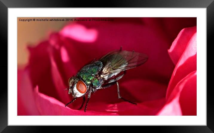  Fly 2 Framed Mounted Print by michelle whitebrook