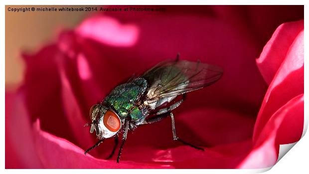  Fly 2 Print by michelle whitebrook