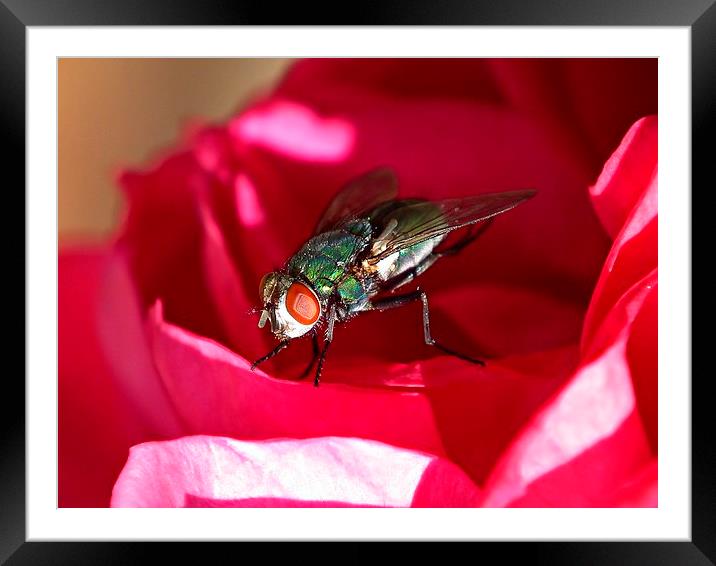  Fly 3 Framed Mounted Print by michelle whitebrook