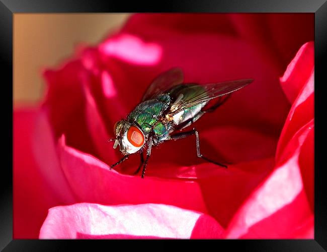  Fly 3 Framed Print by michelle whitebrook