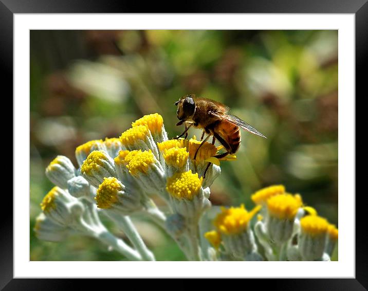 Summer Days Framed Mounted Print by michelle whitebrook