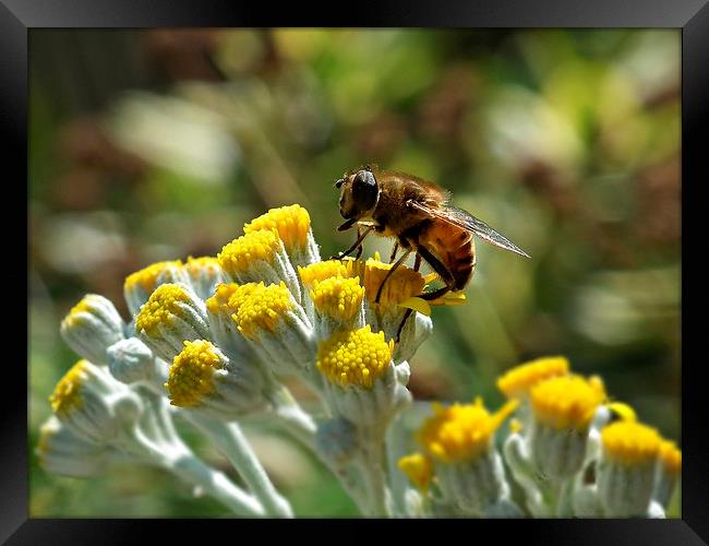 Summer Days Framed Print by michelle whitebrook