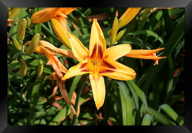  In Bloom Framed Print by Peter Struthers