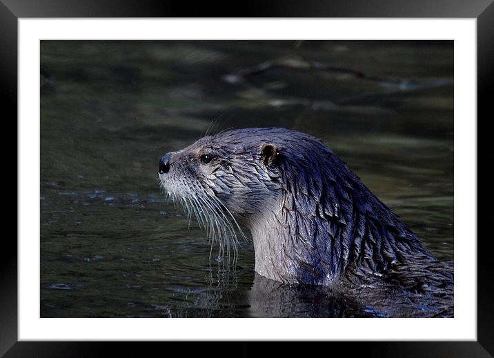  Otter Watch Framed Mounted Print by David Brotherton