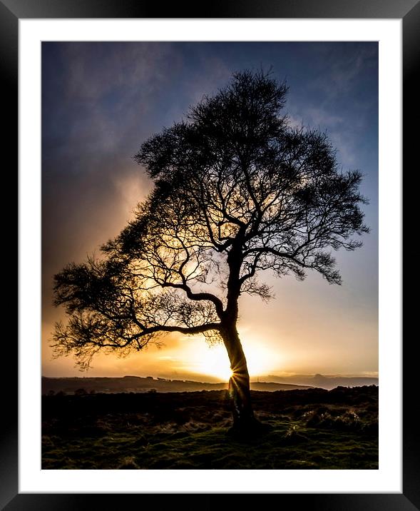  Single Tree Framed Mounted Print by John Cropper