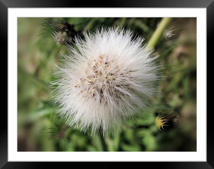 Dandelion Framed Mounted Print by C.C Photography