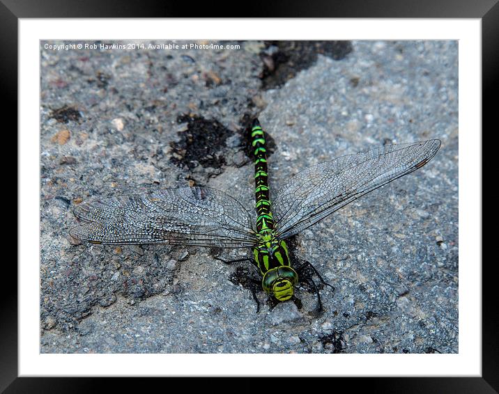  Dragonfly  Framed Mounted Print by Rob Hawkins
