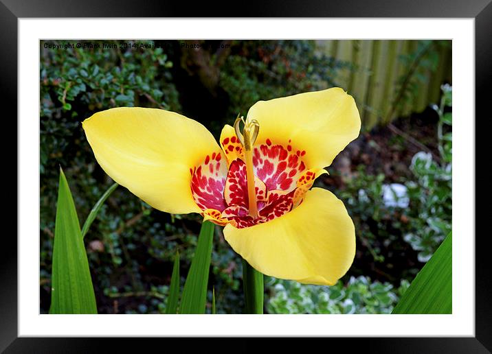 The Beautiful Tigridia in all its glory. Framed Mounted Print by Frank Irwin
