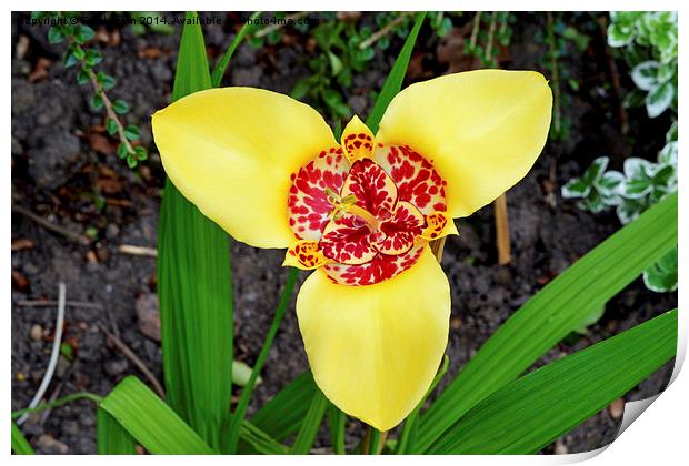 The Beautiful Tigridia in all its glory. Print by Frank Irwin