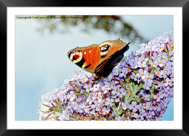  The beautiful Peacock butterfly in all its glory Framed Mounted Print by Frank Irwin