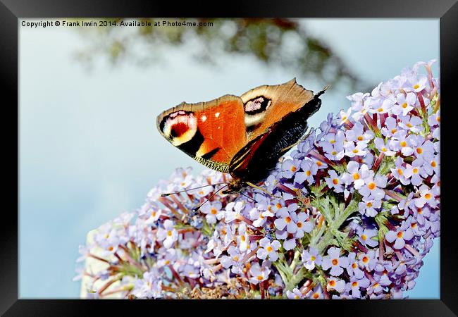  The beautiful Peacock butterfly in all its glory Framed Print by Frank Irwin
