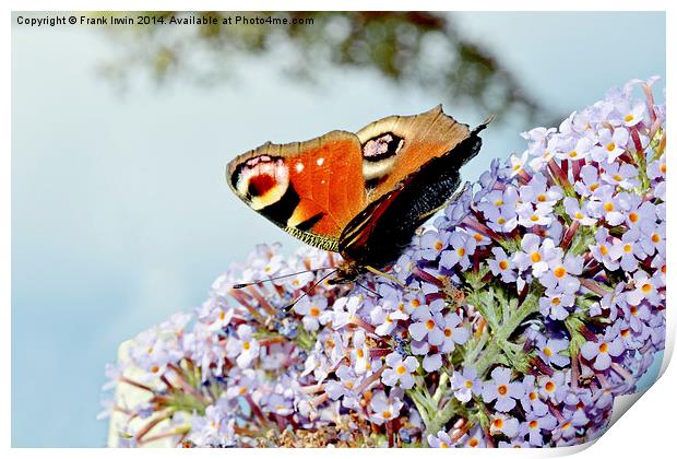  The beautiful Peacock butterfly in all its glory Print by Frank Irwin