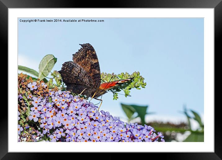 The beautiful Peacock butterfly in all its glory Framed Mounted Print by Frank Irwin