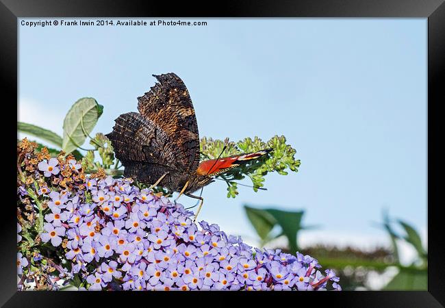 The beautiful Peacock butterfly in all its glory Framed Print by Frank Irwin