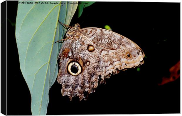  The lovely “Owl” butterfly Canvas Print by Frank Irwin