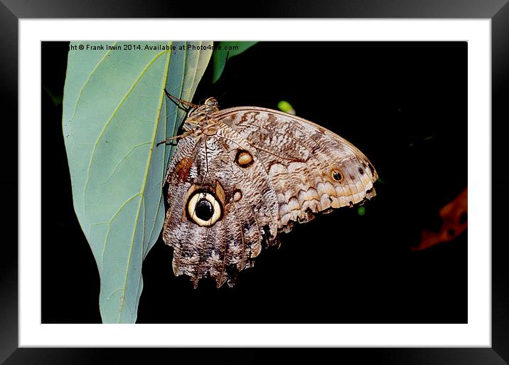  The lovely “Owl” butterfly Framed Mounted Print by Frank Irwin