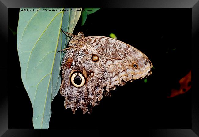  The lovely “Owl” butterfly Framed Print by Frank Irwin