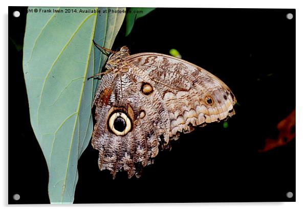  The lovely “Owl” butterfly Acrylic by Frank Irwin