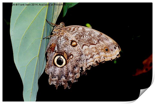  The lovely “Owl” butterfly Print by Frank Irwin