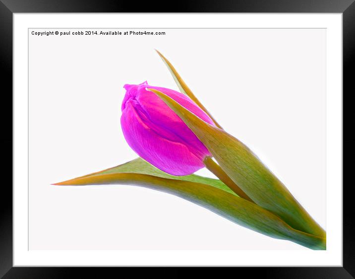 Tullip Framed Mounted Print by paul cobb