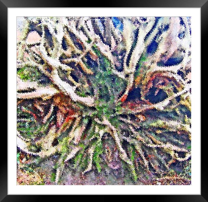 TREE ROOTS ABSTRACT Framed Mounted Print by Anthony Kellaway