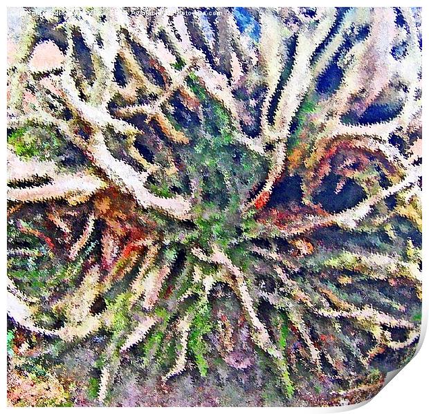  TREE ROOTS ABSTRACT Print by Anthony Kellaway