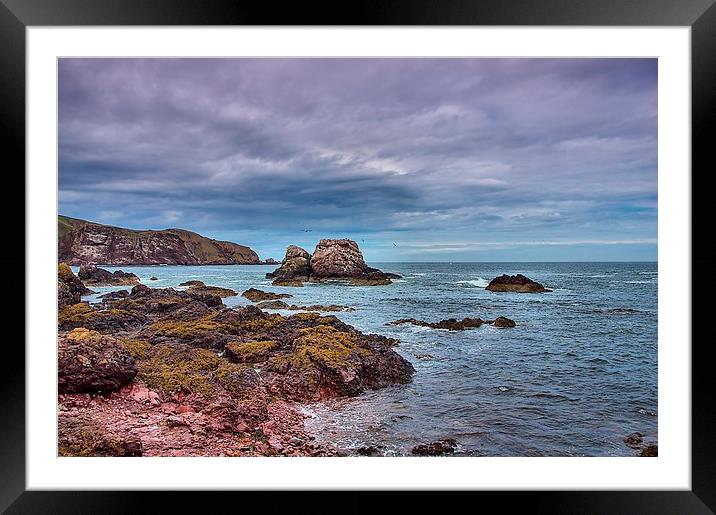 Seagull Rock 1 Framed Mounted Print by kevin wise
