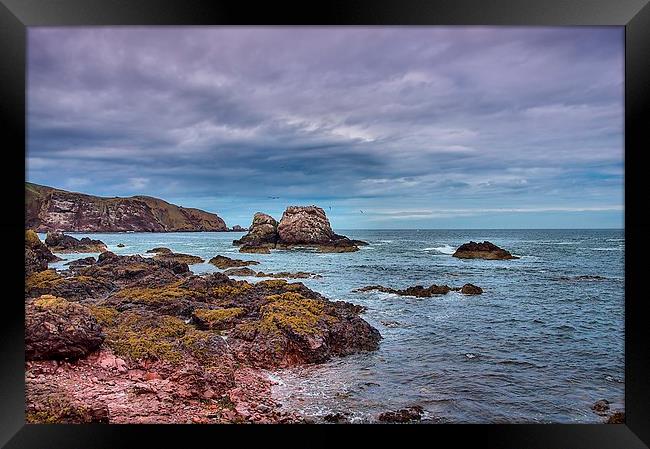 Seagull Rock 1 Framed Print by kevin wise