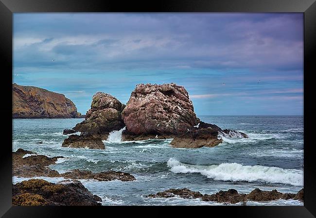 Seagull Rock 2 Framed Print by kevin wise