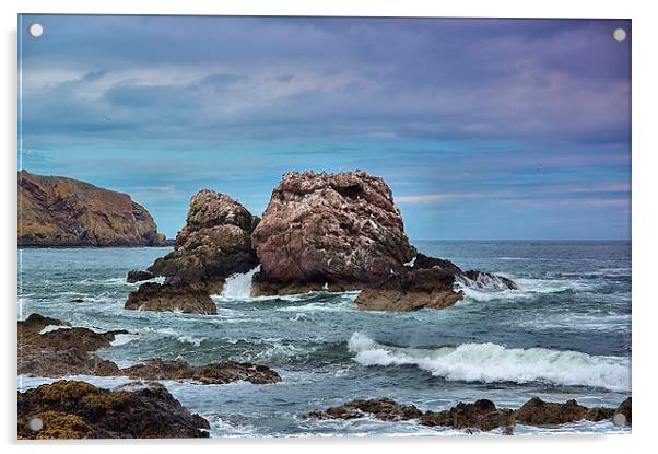 Seagull Rock 2 Acrylic by kevin wise