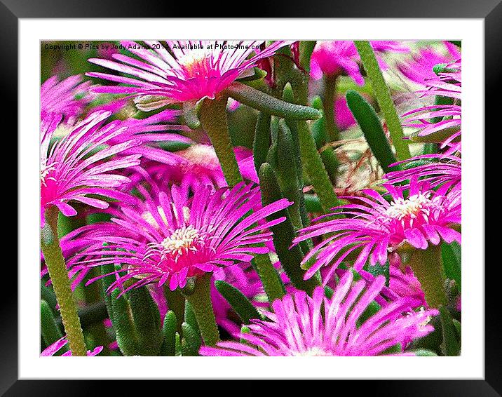  Pink  Framed Mounted Print by Pics by Jody Adams