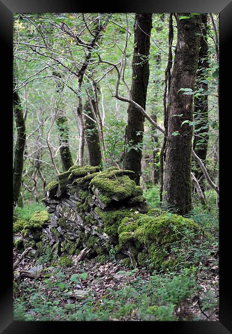 Combe Park Woodland  Framed Print by graham young