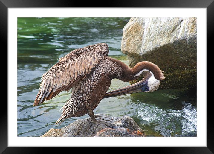 Brown Pelican Framed Mounted Print by Eyal Nahmias